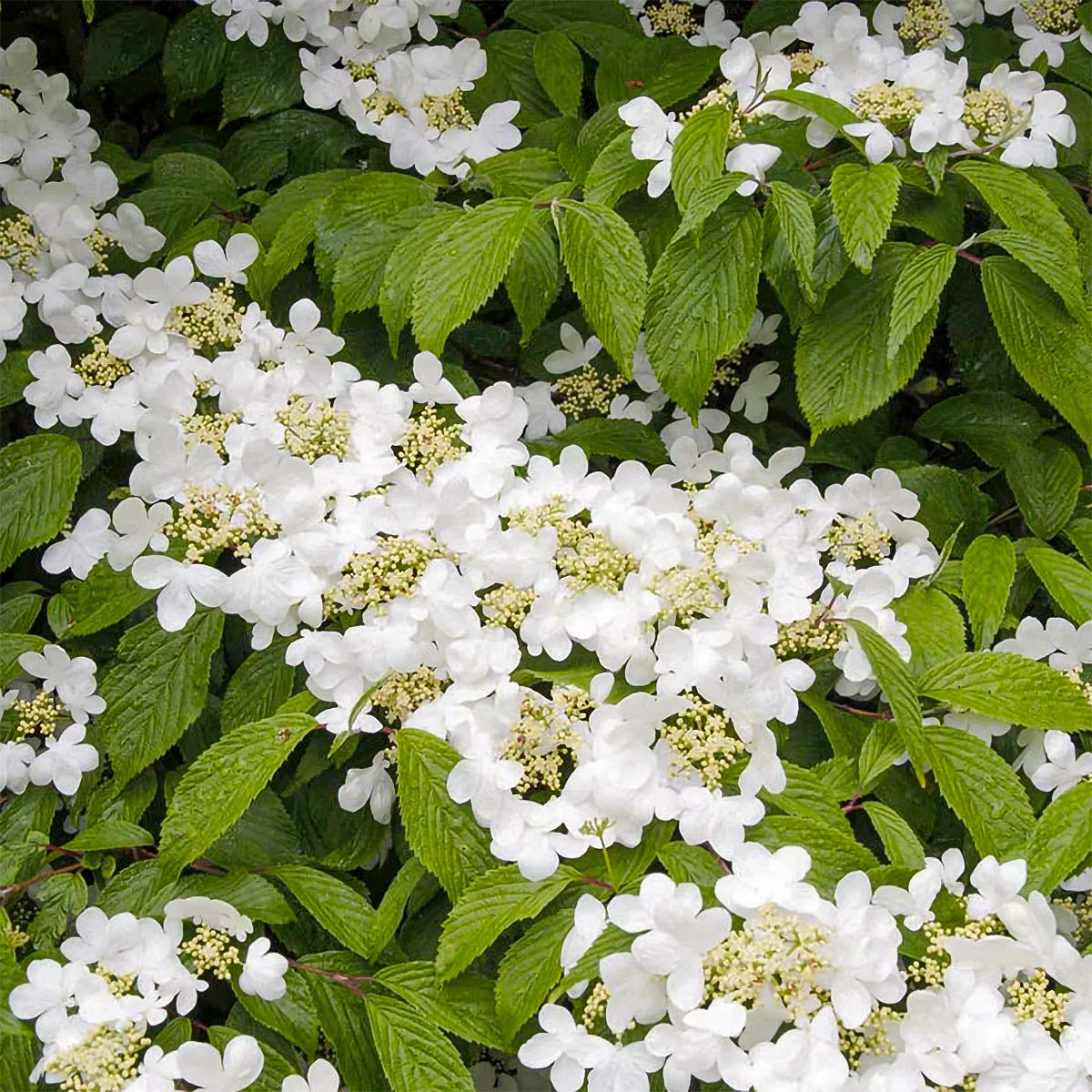 Viburnum plicatum f. tomentosum 'Summer Snowflake'