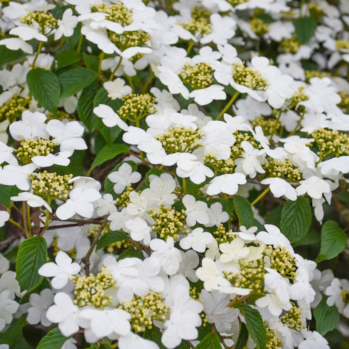 Viburnum plicatum f. tomentosum 'Summer Snowflake'