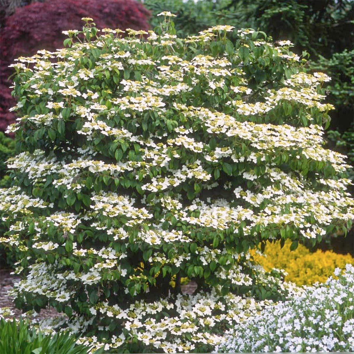 Viburnum plicatum f. tomentosum 'Summer Snowflake'