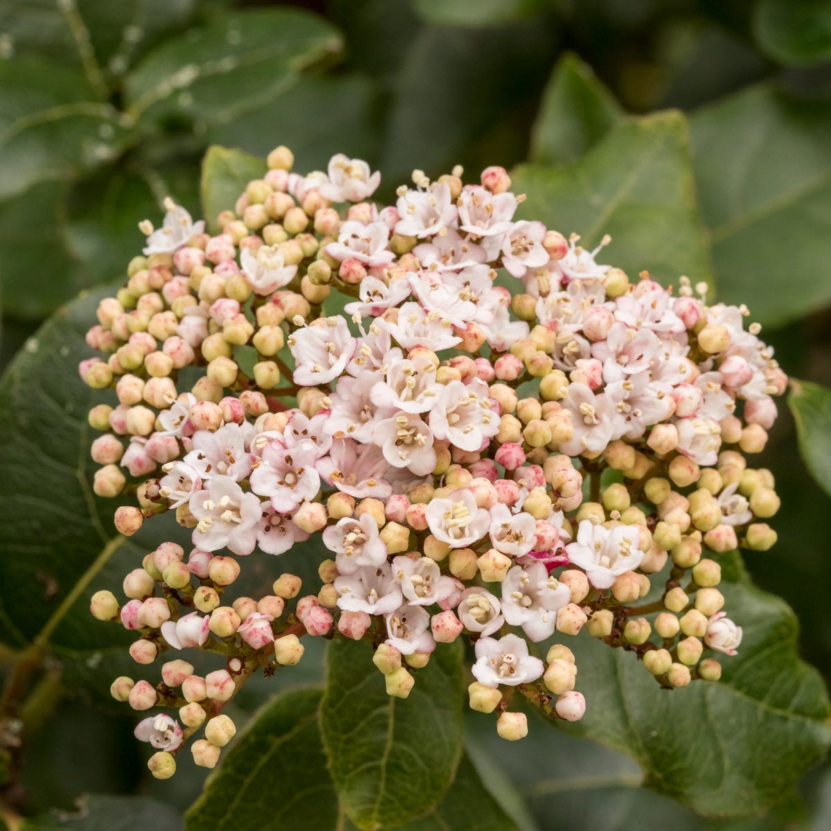Viburnum tinus 'Lisarose'