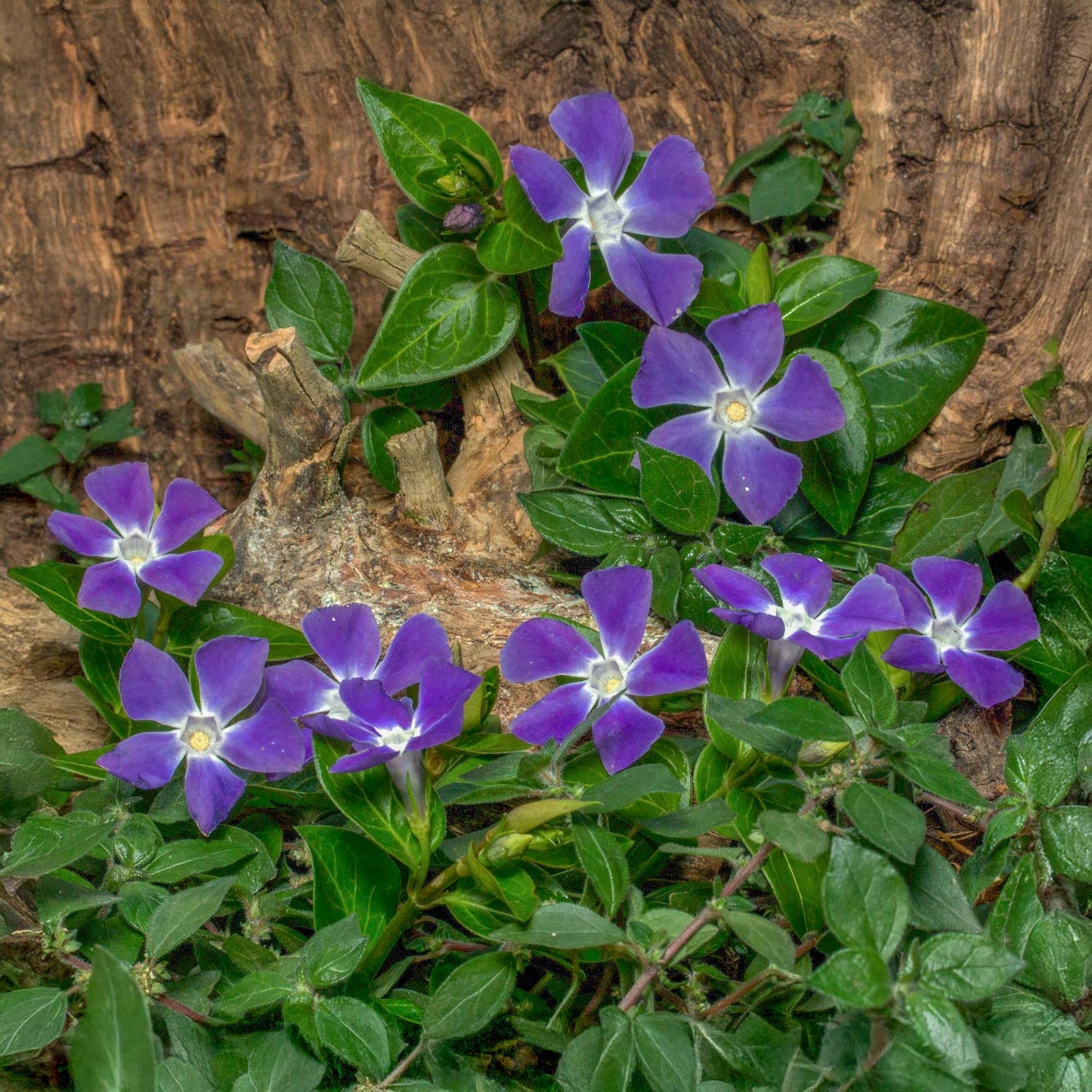 Vinca minor