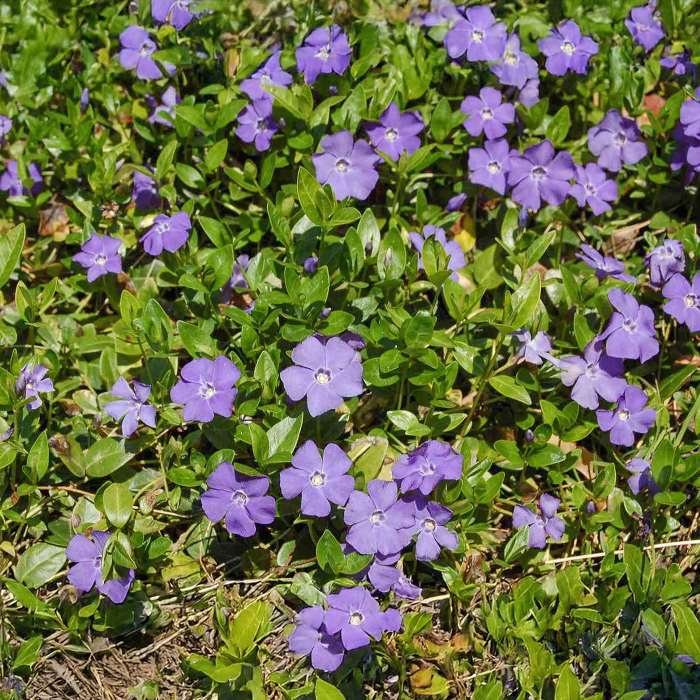 Vinca minor