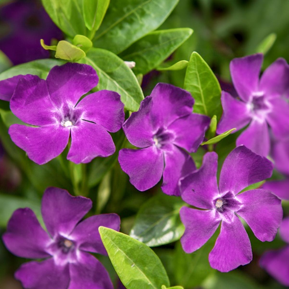 Vinca minor 'Atropurpurea'