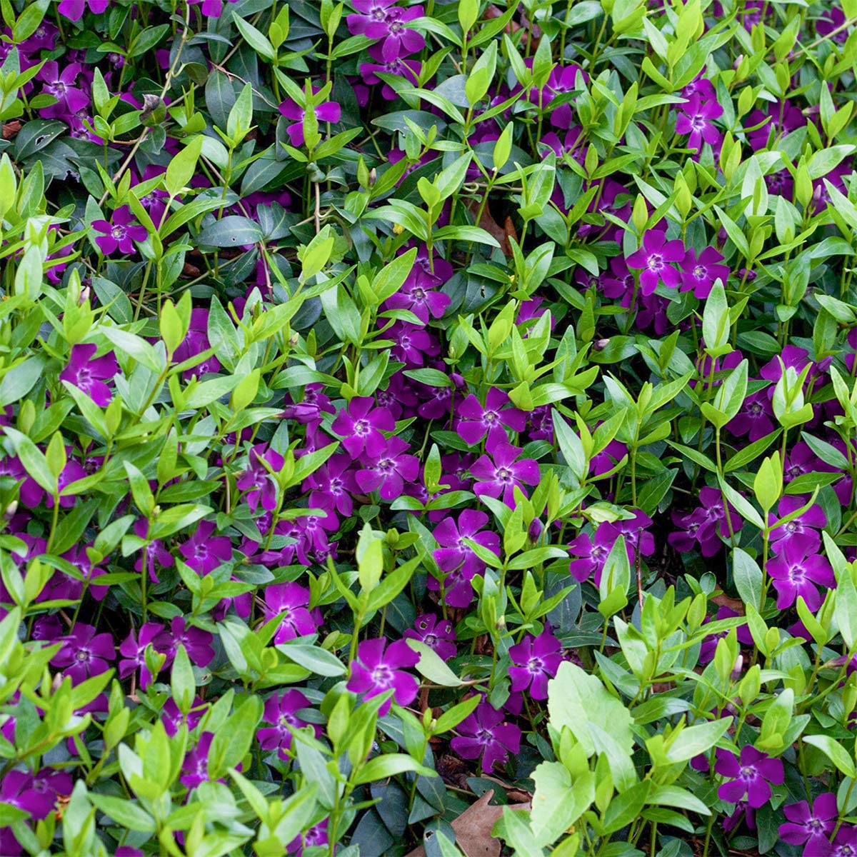 Vinca minor 'Atropurpurea'