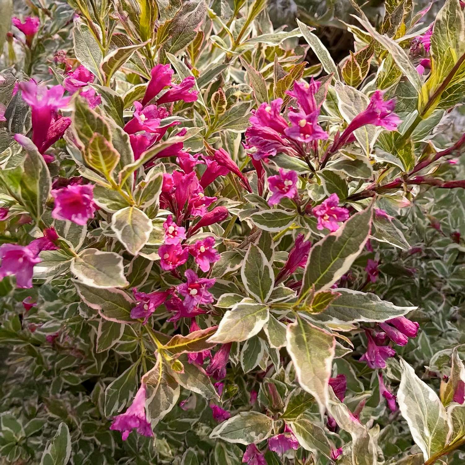Weigela florida 'All Summer Monet'