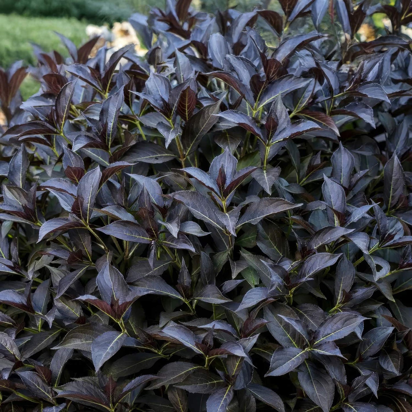 Weigela 'Arabian Nights'