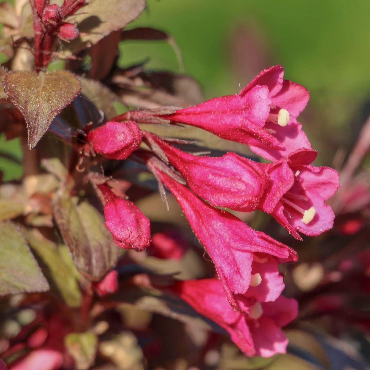 Weigela 'Arabian Nights'
