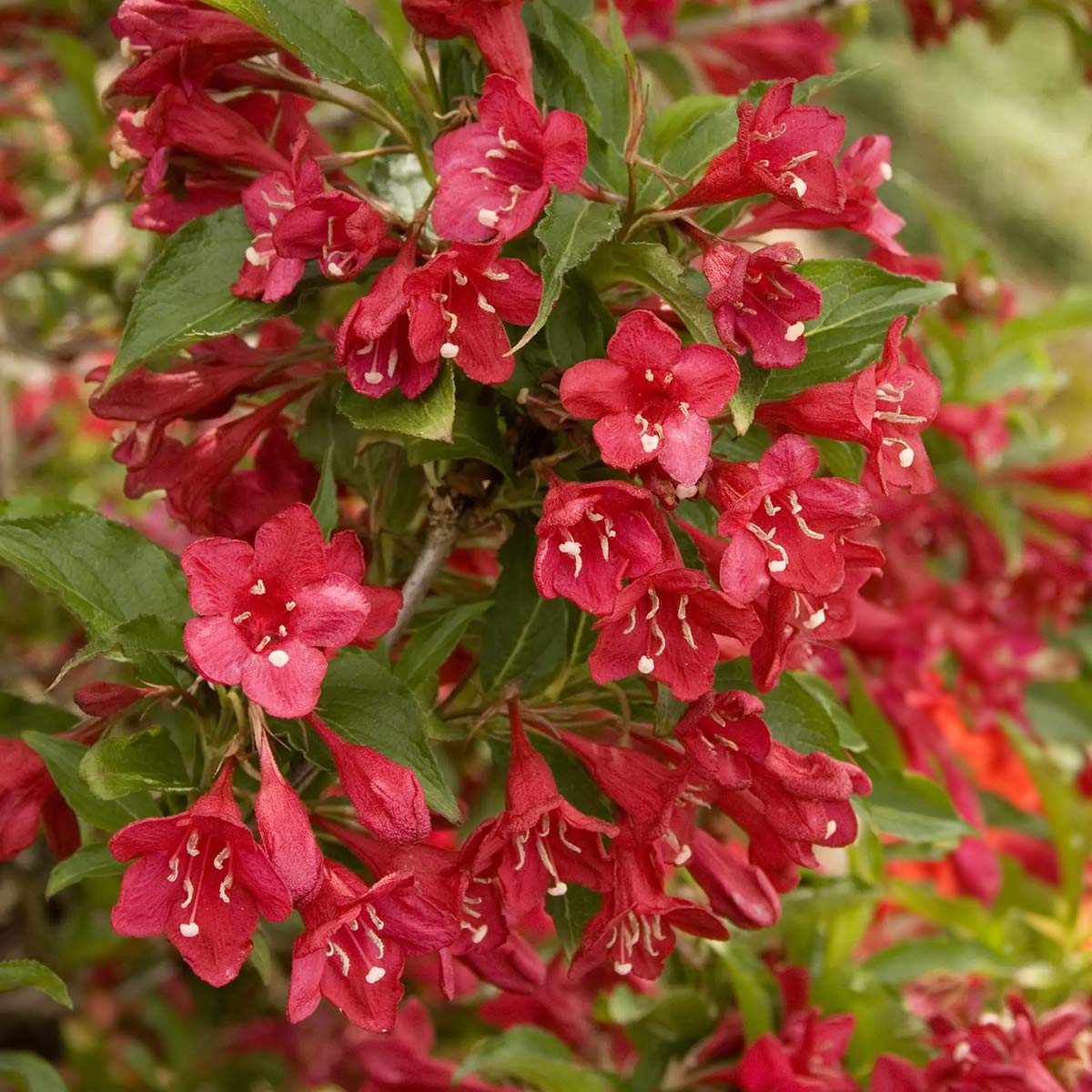 Weigela 'Red Prince'