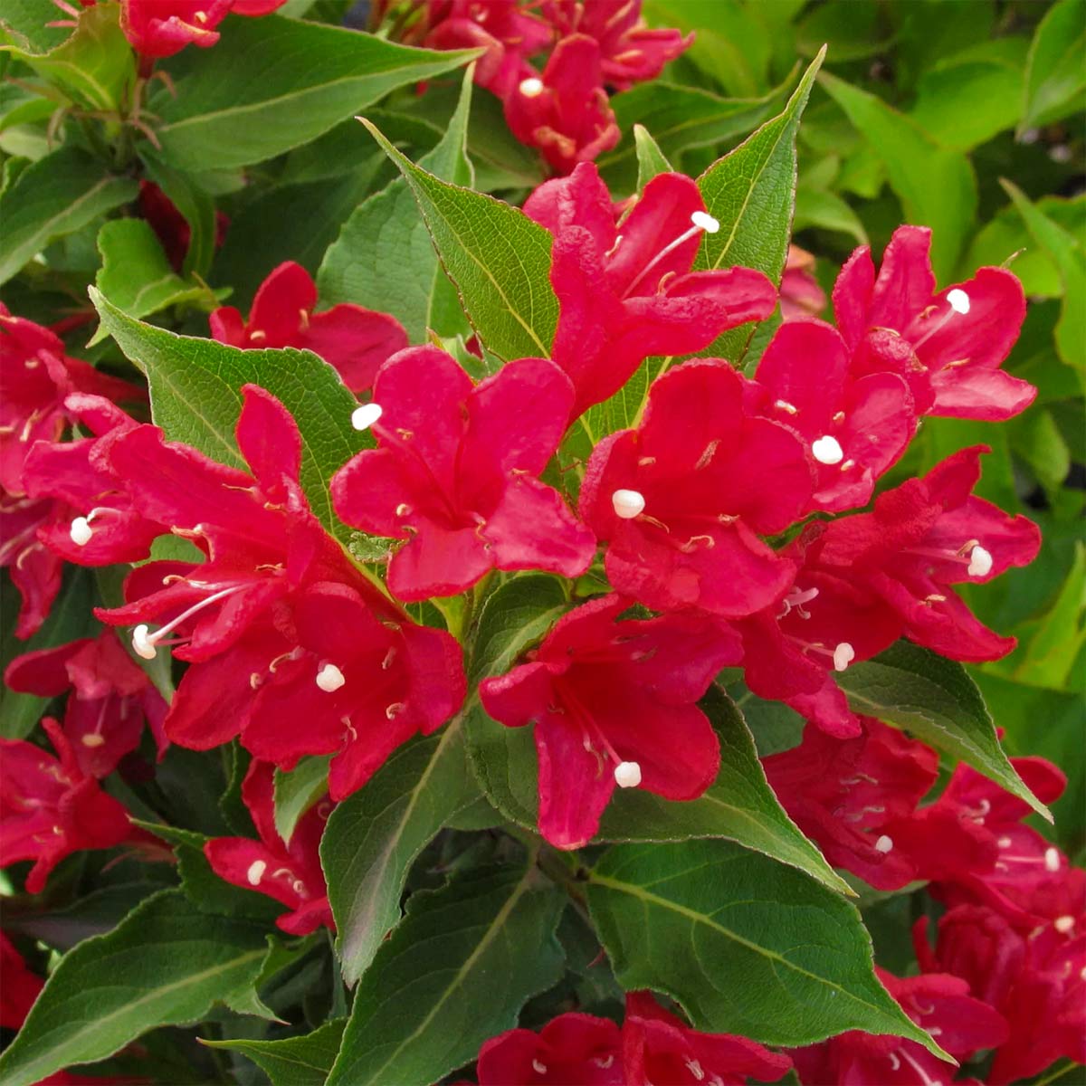 Weigela 'Red Prince'