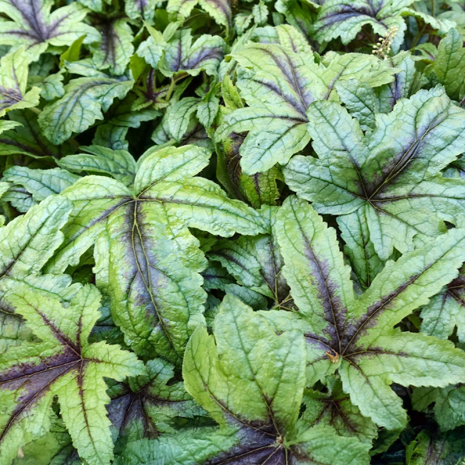 x Heucherella 'Kimono'