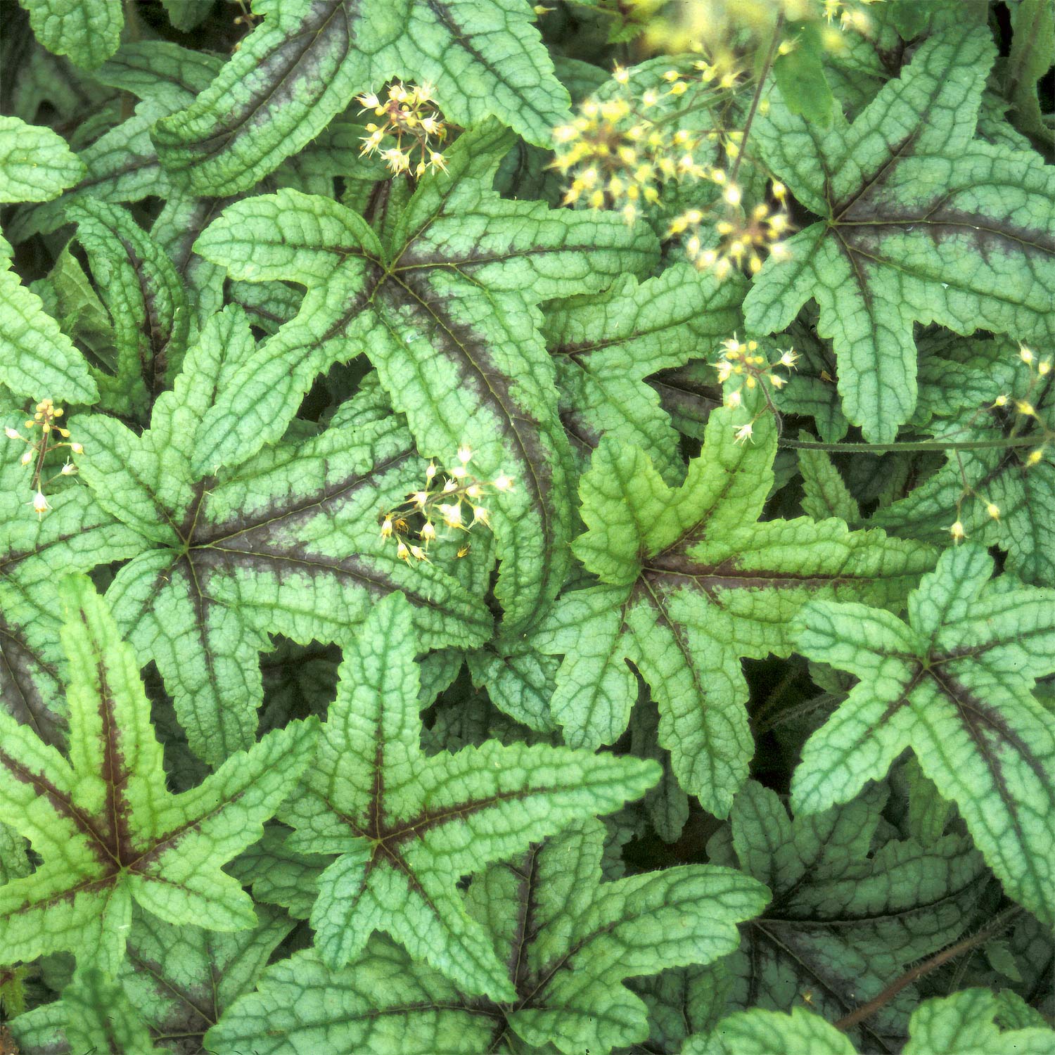 x Heucherella 'Kimono'