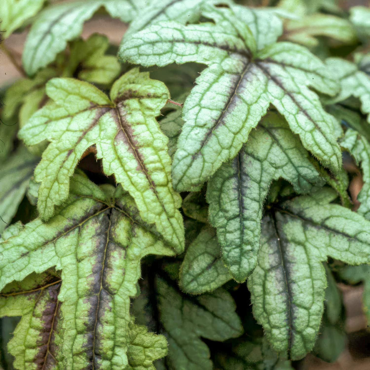 x Heucherella 'Kimono'