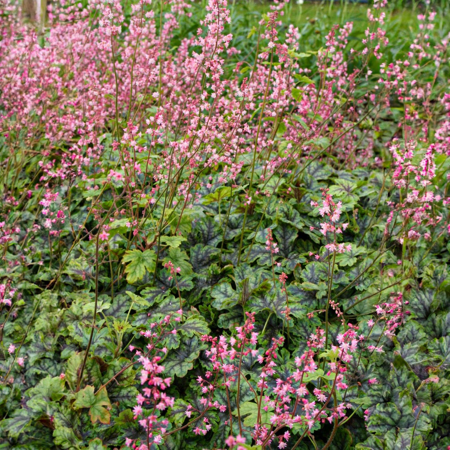x Heucherella 'Tapestry'