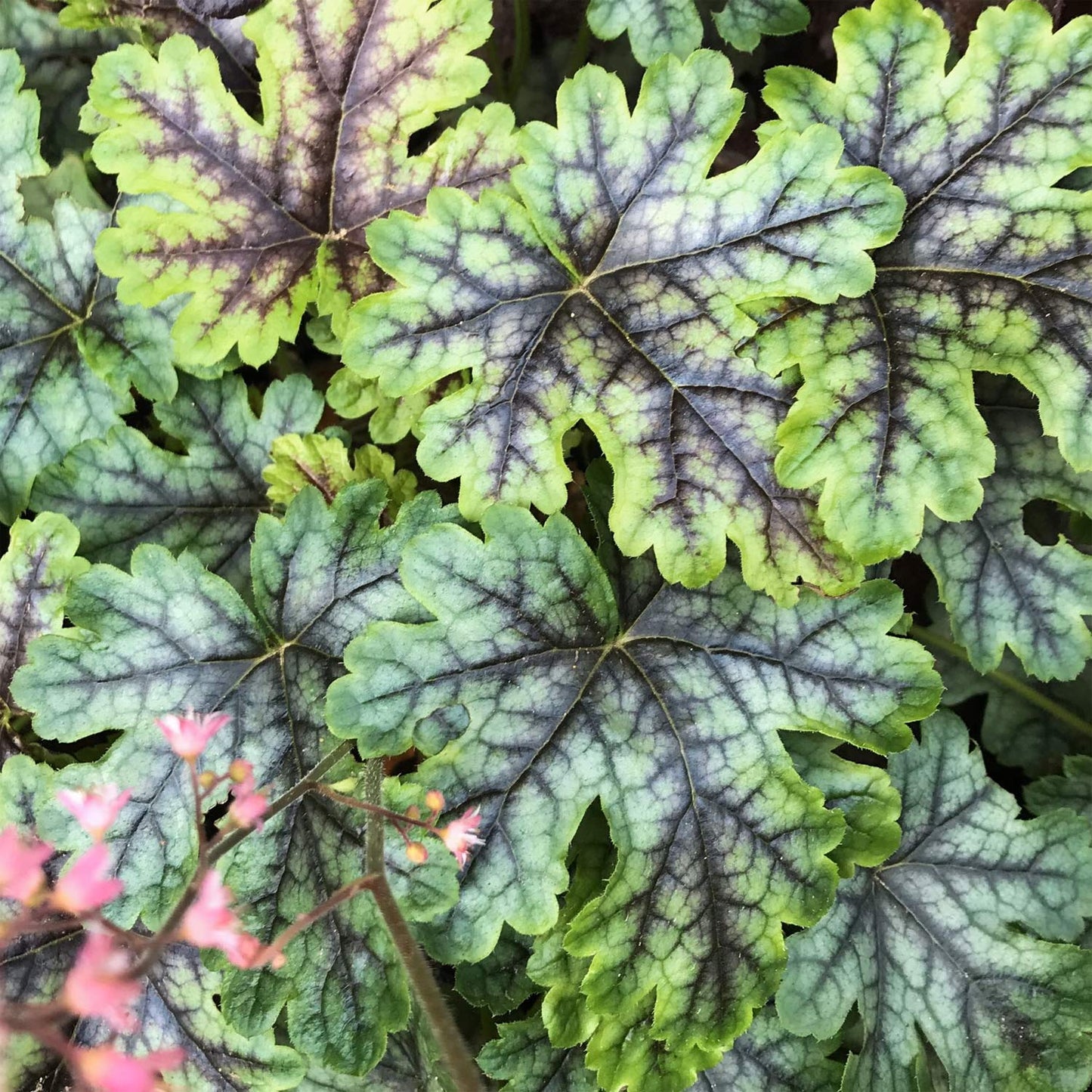 x Heucherella 'Tapestry'