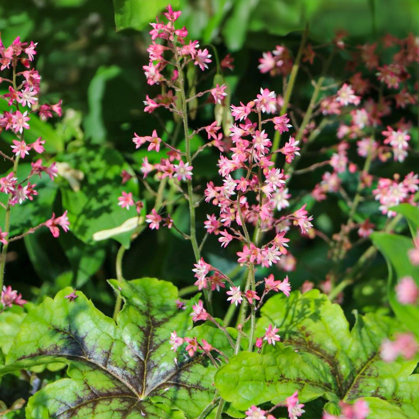 x Heucherella 'Tapestry'