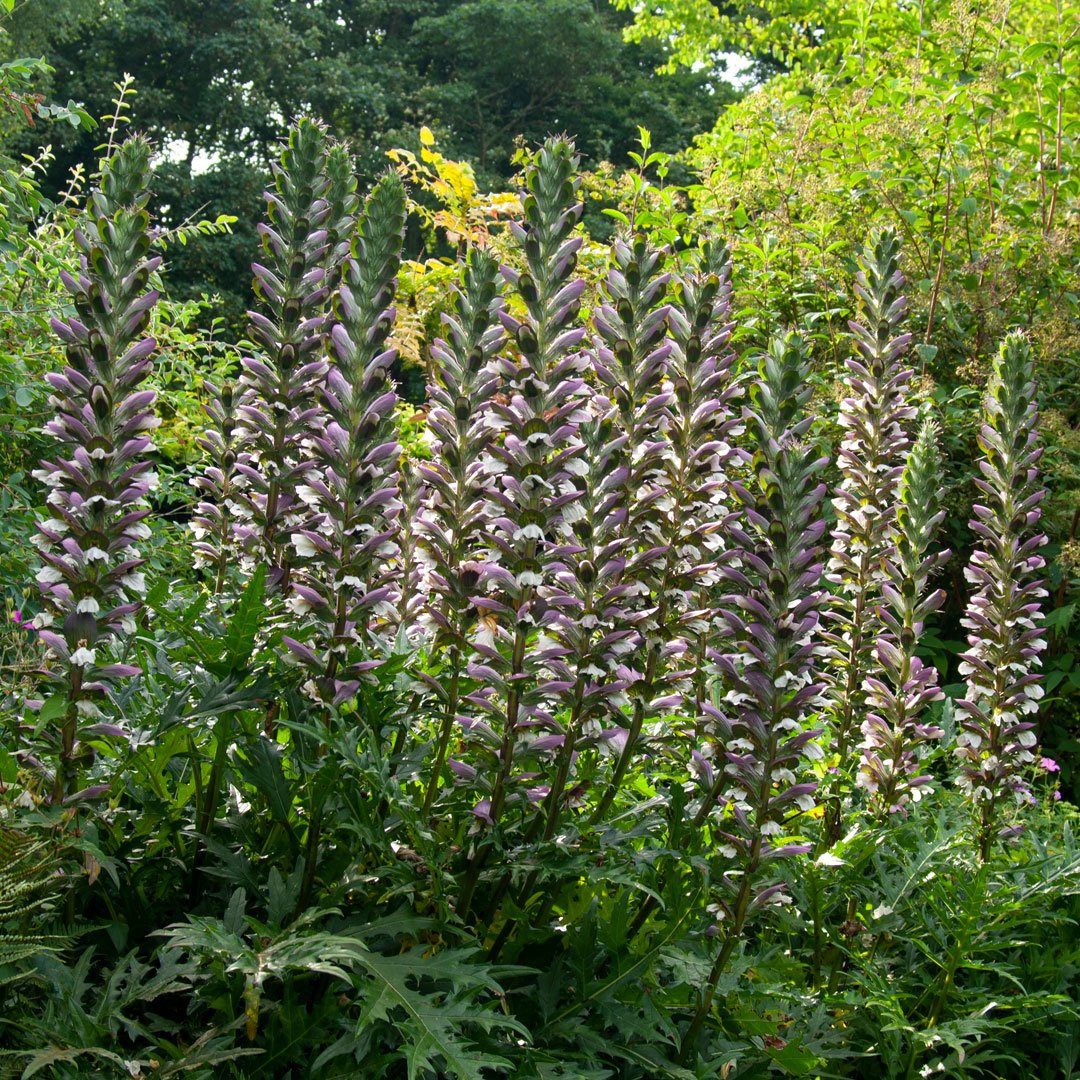 Acanthus spinosus
