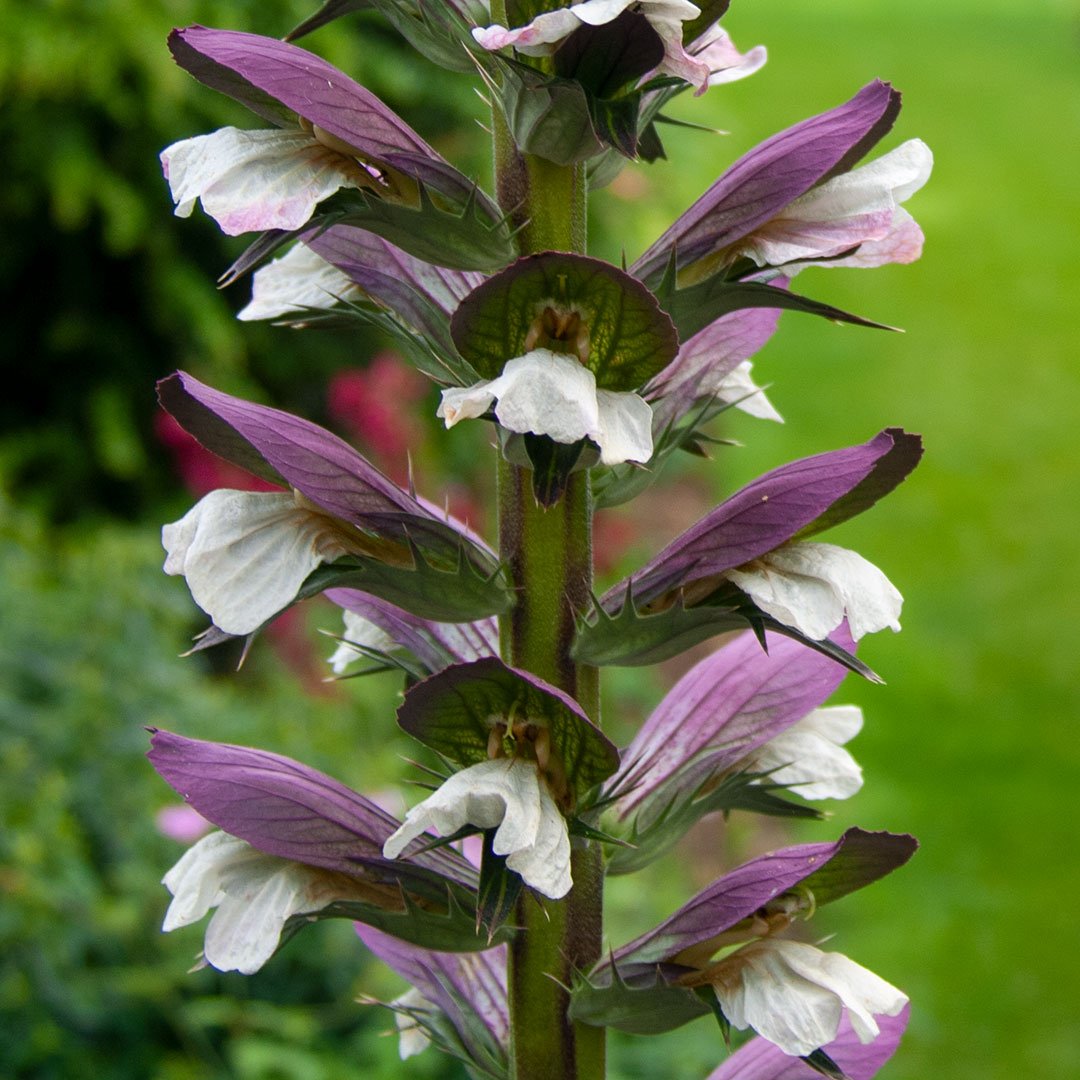 Acanthus spinosus detail