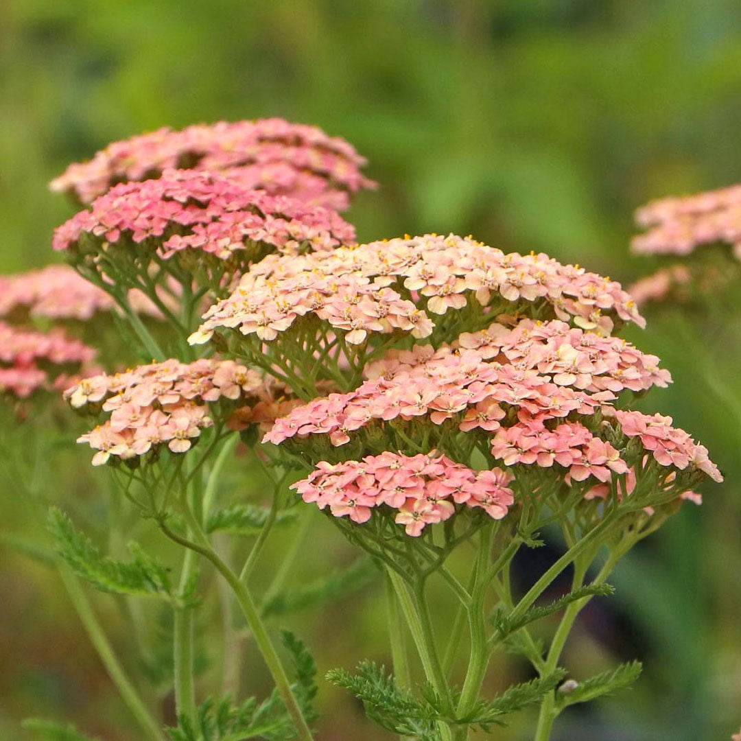 Achillea 'Lachsschonheit'