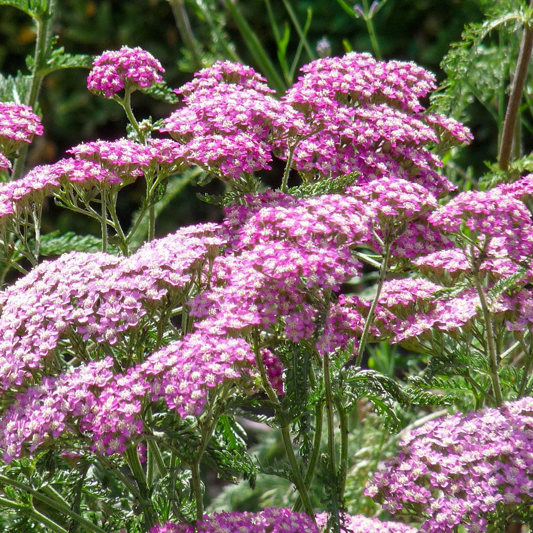 Achillea millefolium Apfelblute