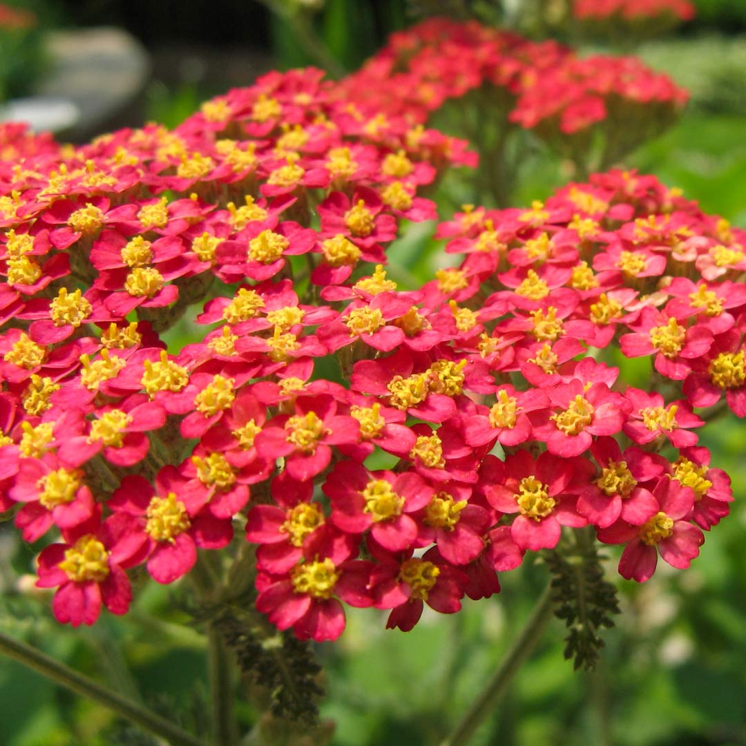 Achillea millefolium 'Paprika'