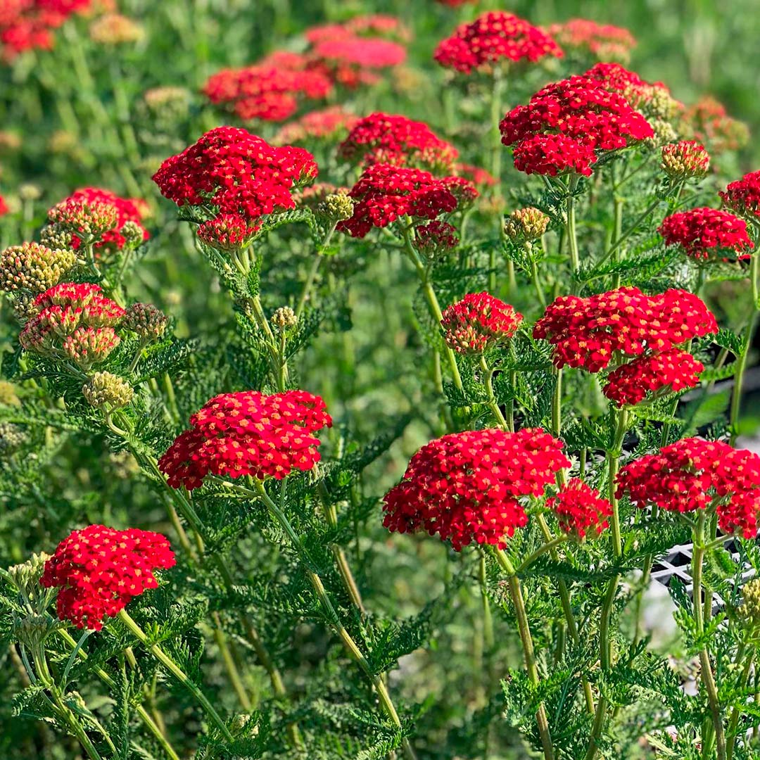 Achillea millefolium 'Paprika'