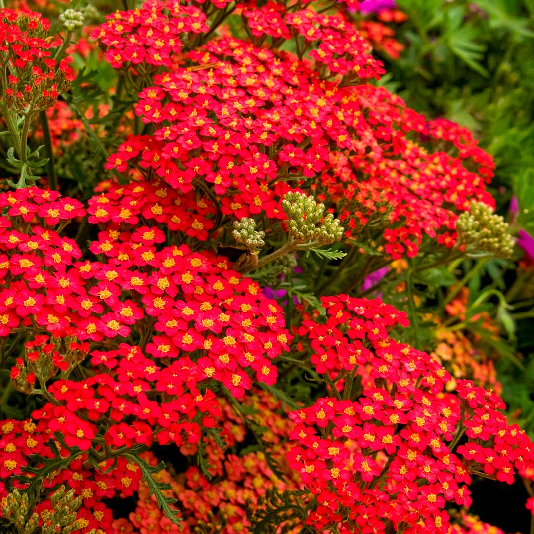 Achillea millefolium 'Paprika'