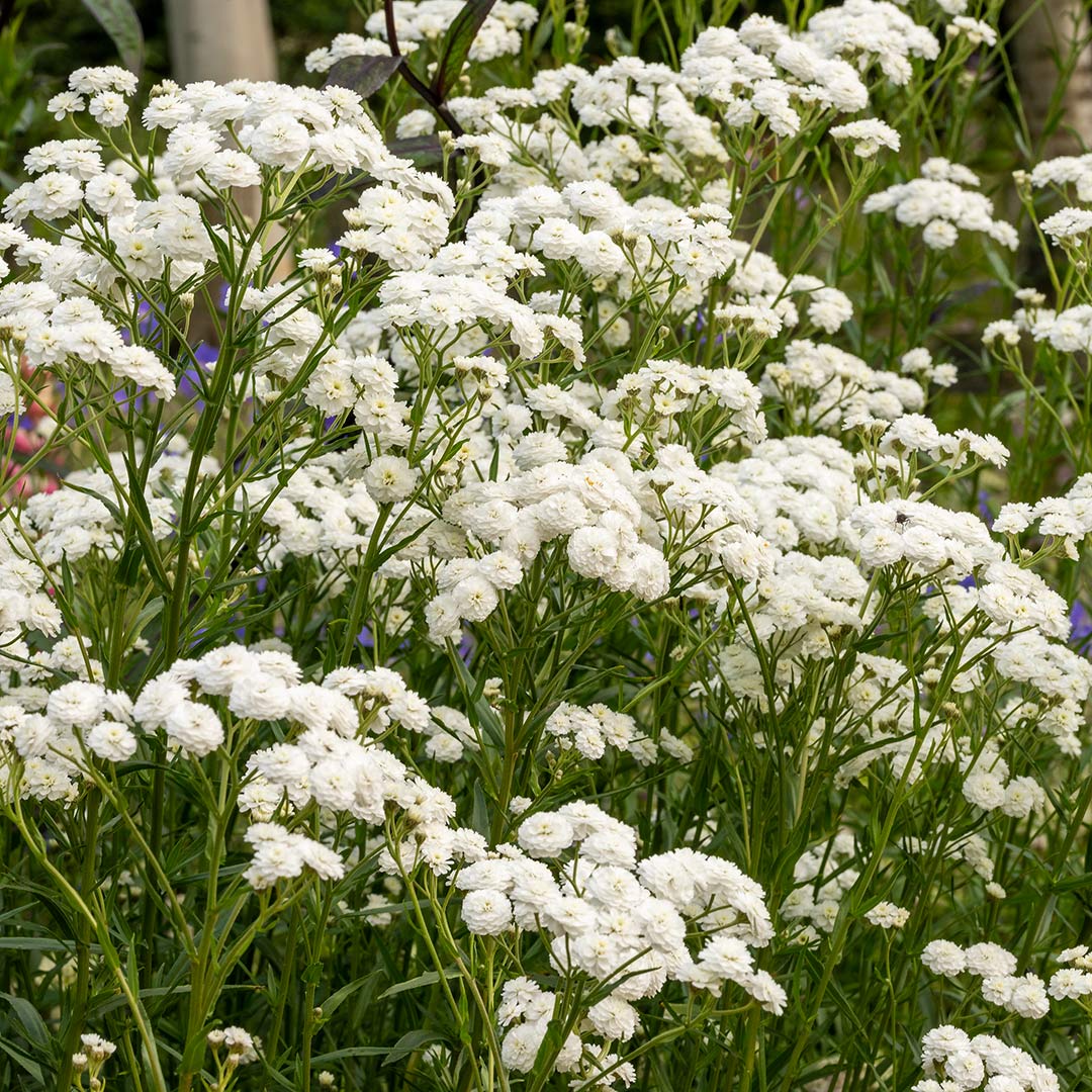 Achillea ptarmica 'Perry's White'