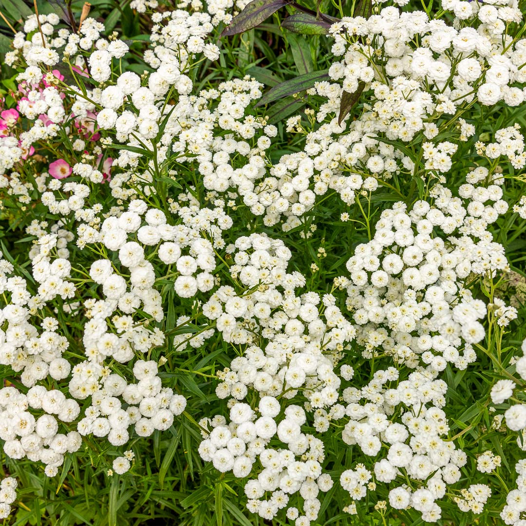 Achillea ptarmica Perry's White