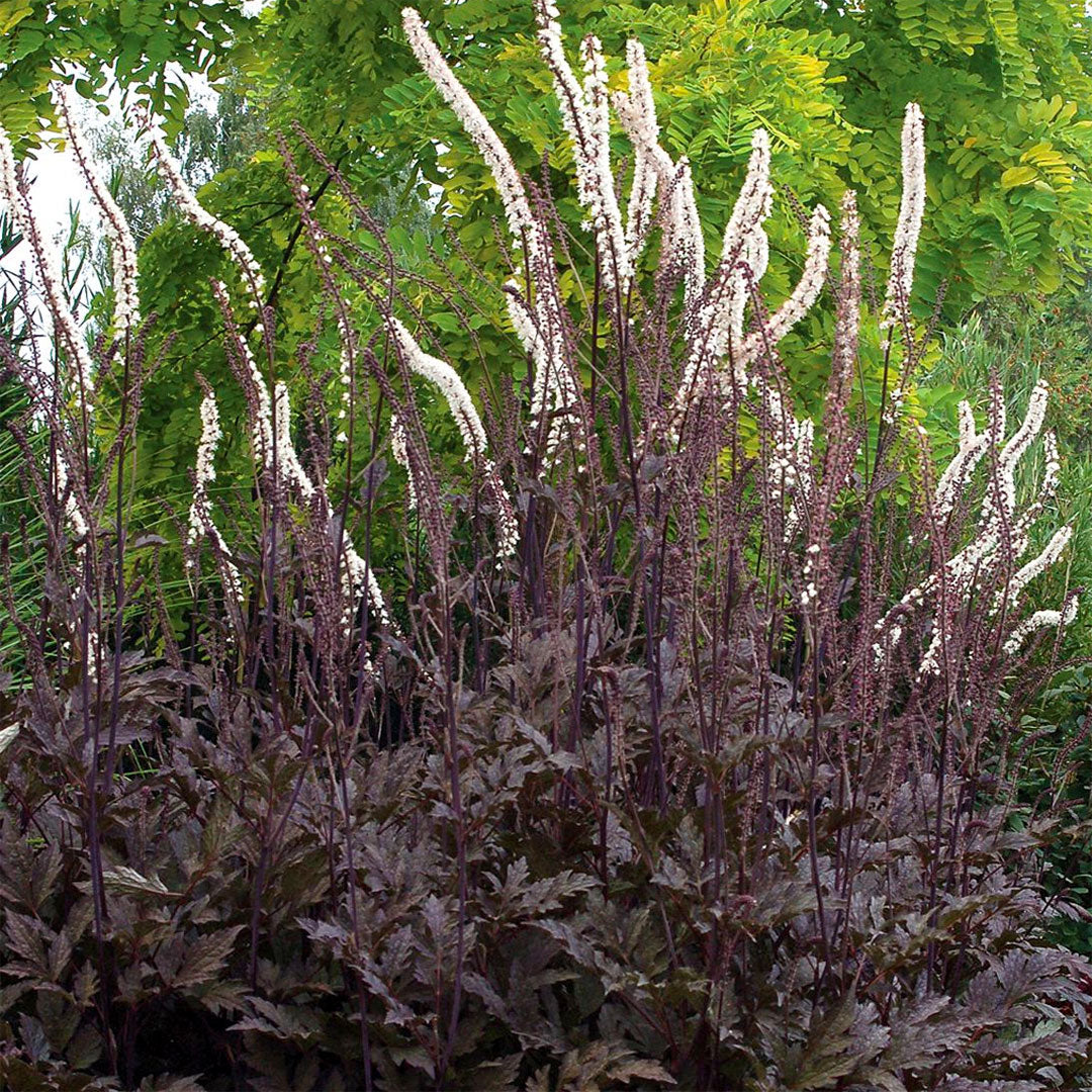 Actaea simplex 'Black Negligee'