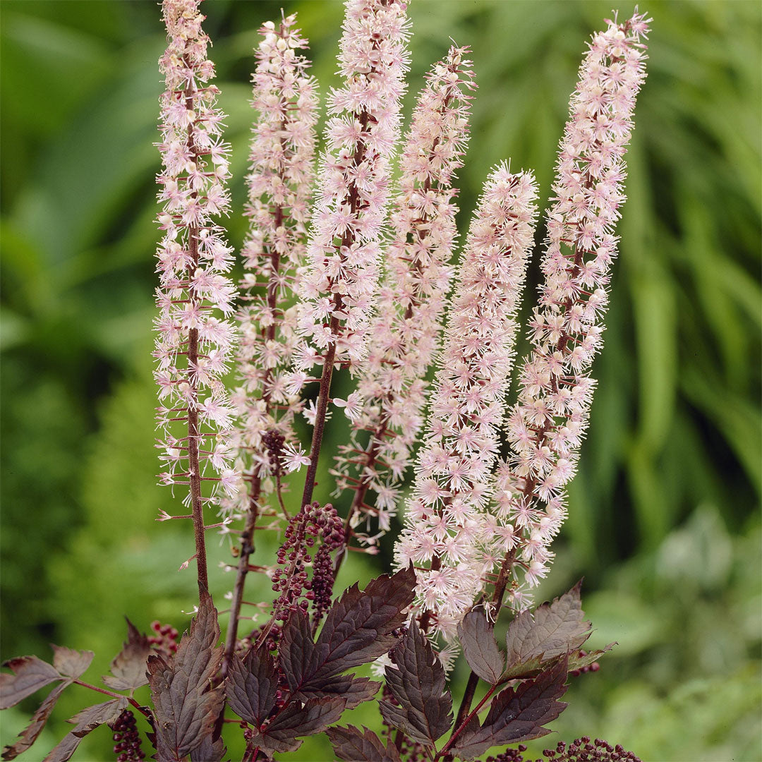 Actaea simplex 'Pink Spike'