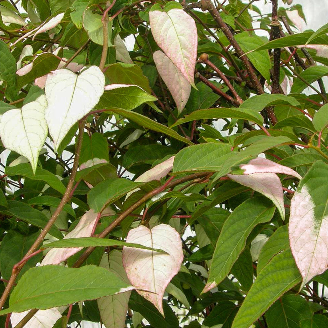 Actinidia pilosula