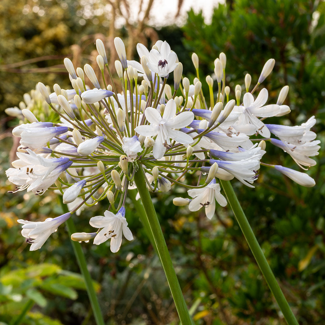 Agapanthus Queen Mum close up