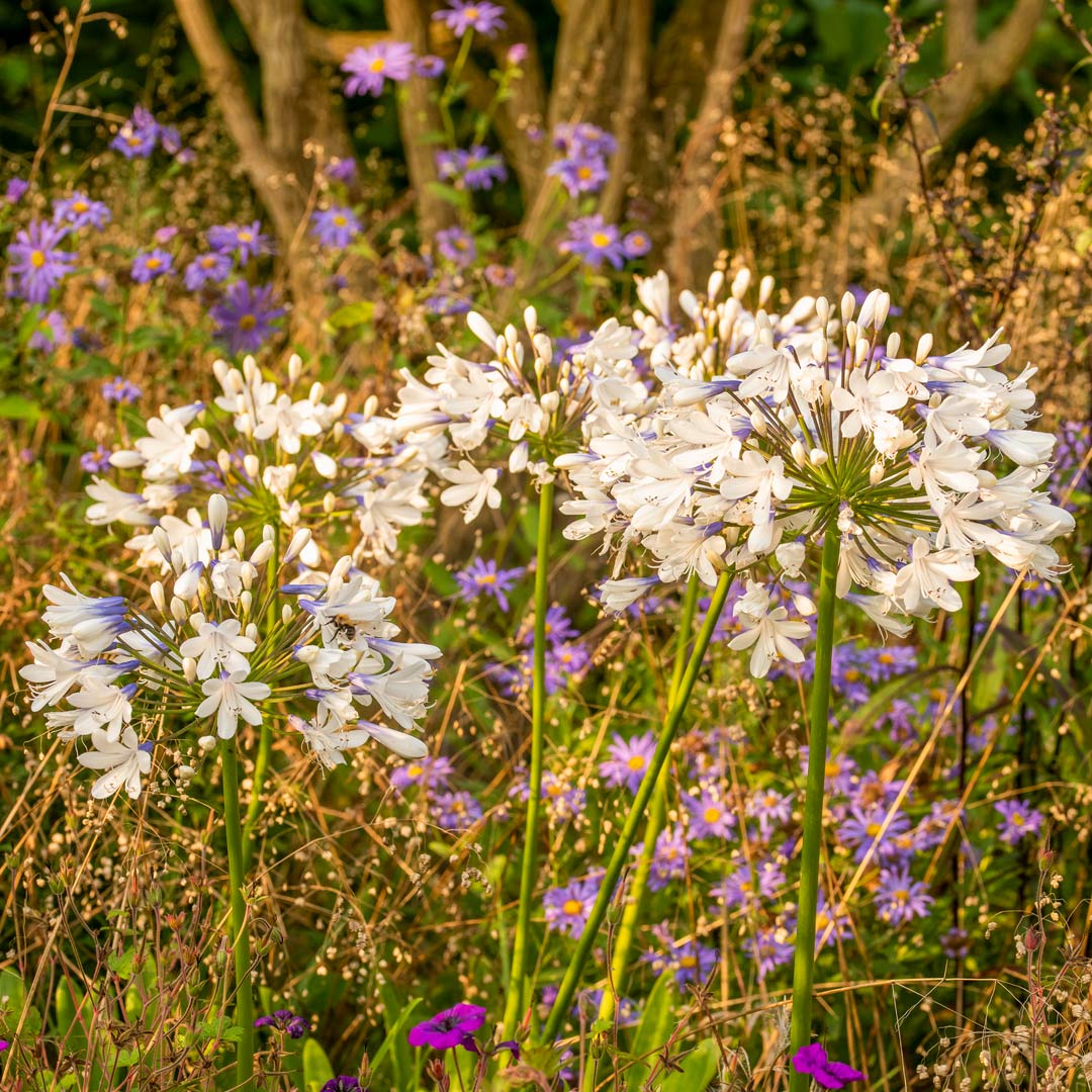 Agapanthus 'Queen Mum' in the Geoff Hamilton Border at Barnsdale Gardens