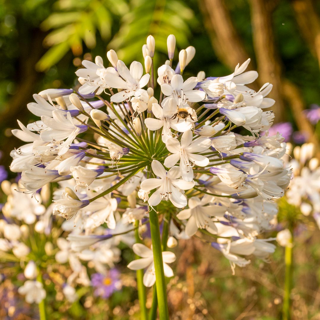 Agapanthus 'Queen Mum' close up