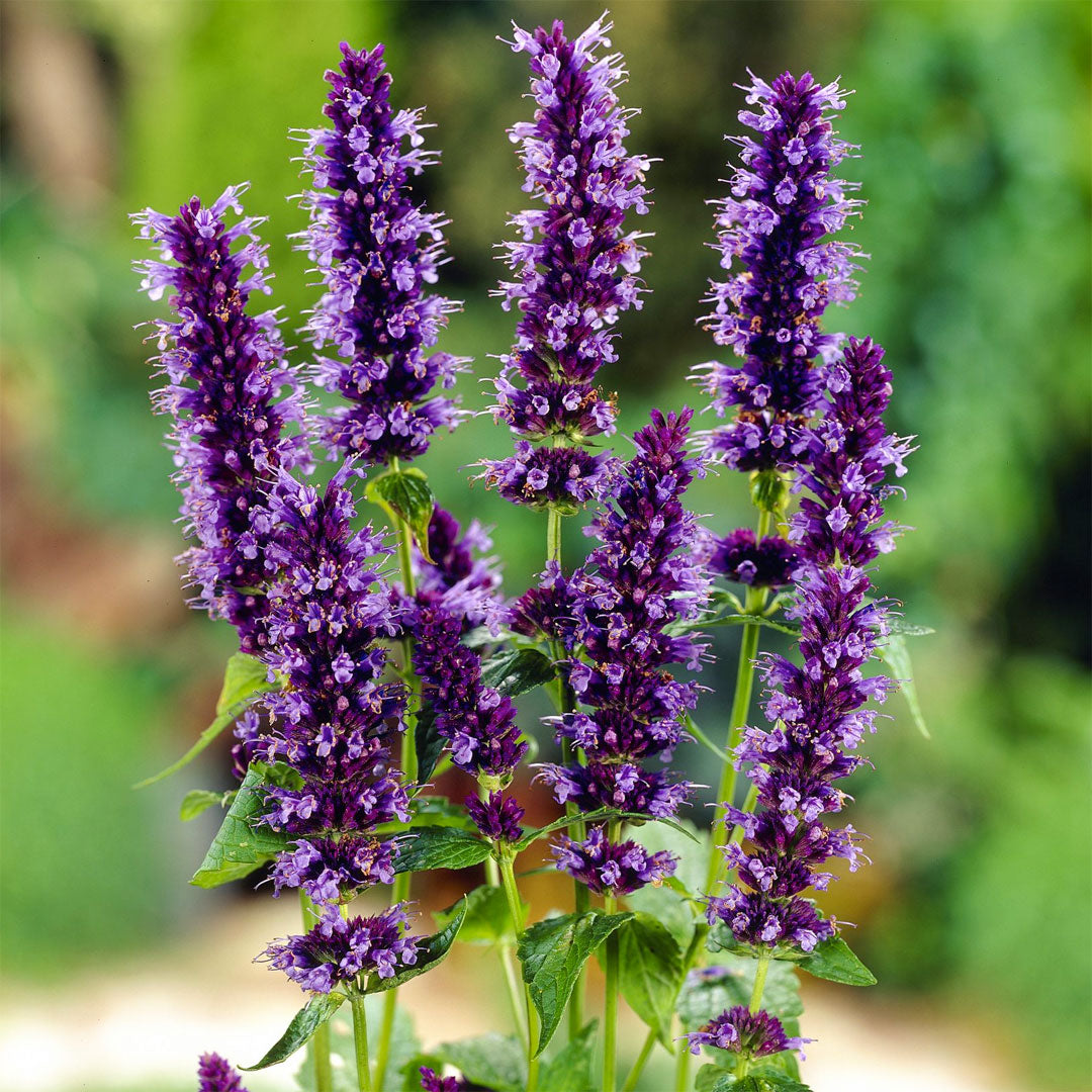 Agastache 'Black Adder'