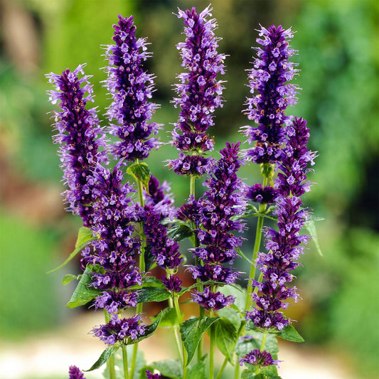 Agastache 'Black Adder'