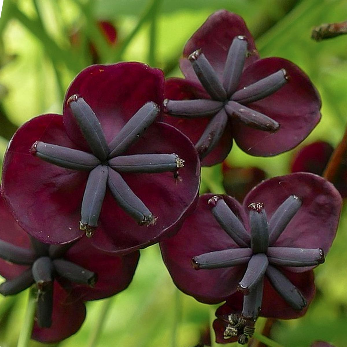 Akebia quinata