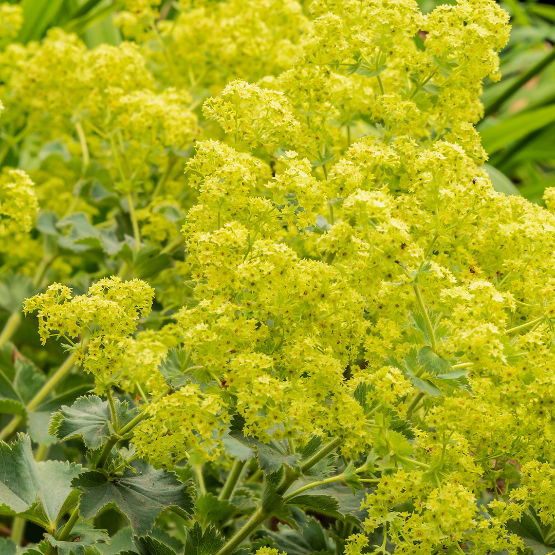 Alchemilla mollis detail