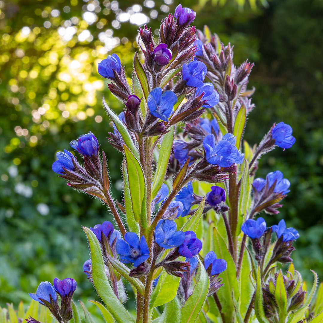 Anchusa azurea Loddon Royalist