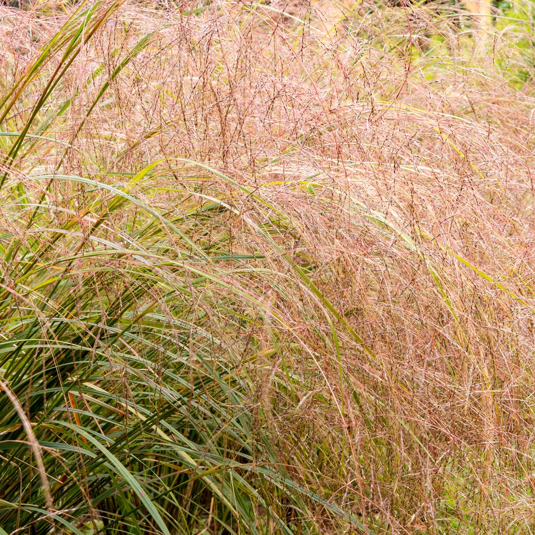 Anemanthele lessoniana (Stipa arundinacea)