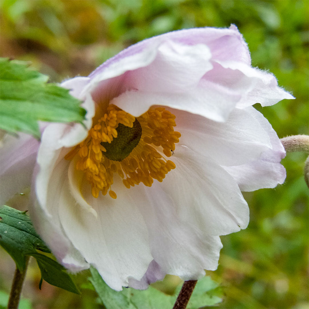 Anemone x hybrida 'Ruffled Swan'
