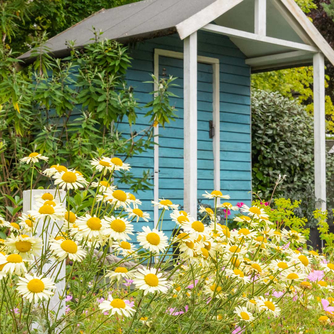 Anthemis tinctoria 'E.C. Buxton' in the Lands' End Garden at Barnsdale Gardens