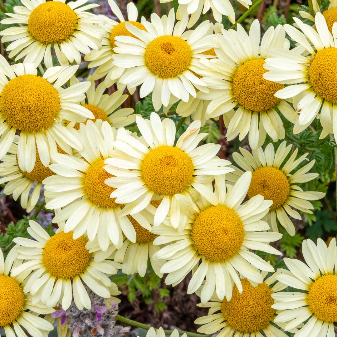 Anthemis tinctoria 'E.C. Buxton' (Dyer's Chamomile; Golden Marguerite)