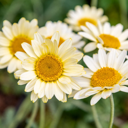 Anthemis tinctoria Sauce Hollandaise