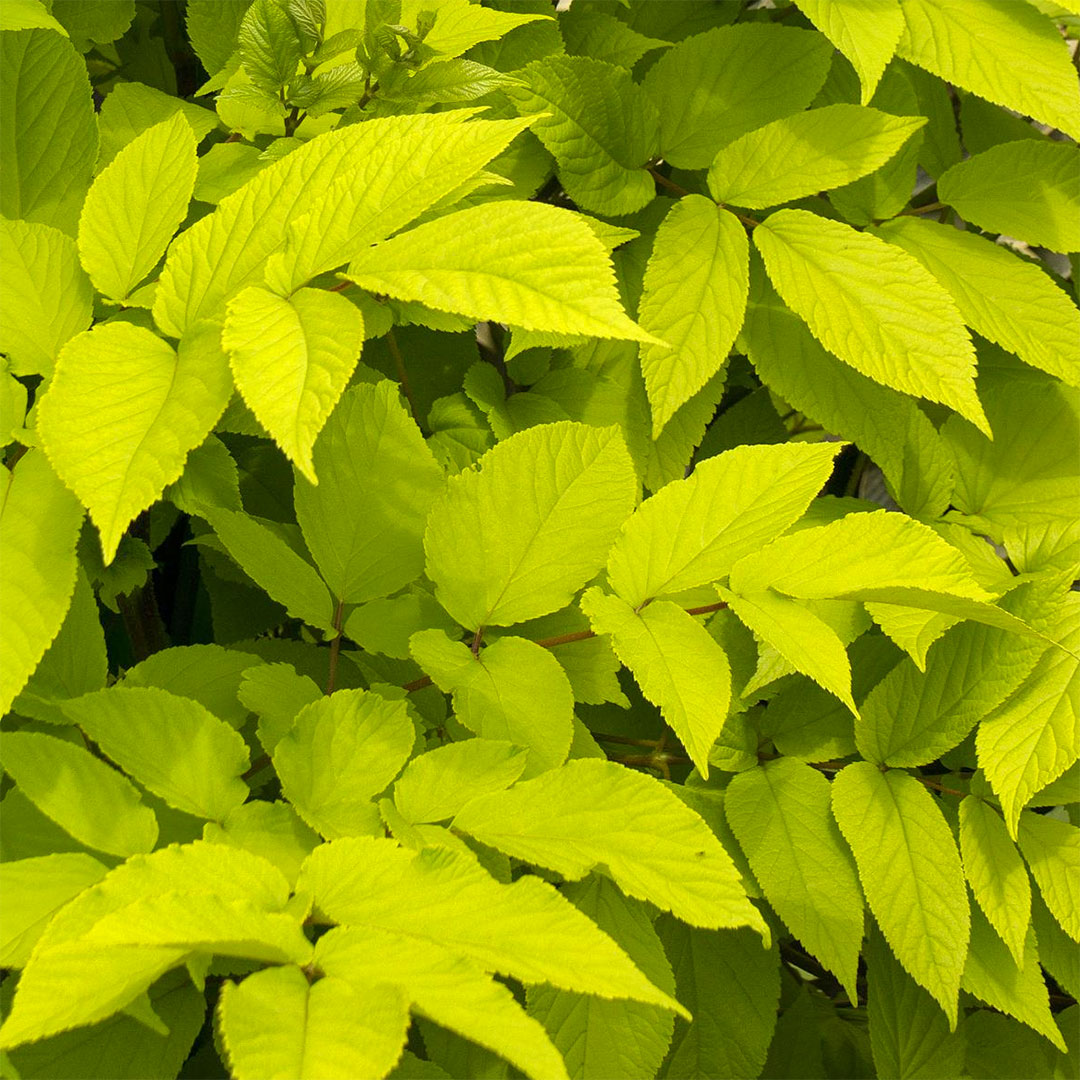 Aralia cordata 'Sun King'