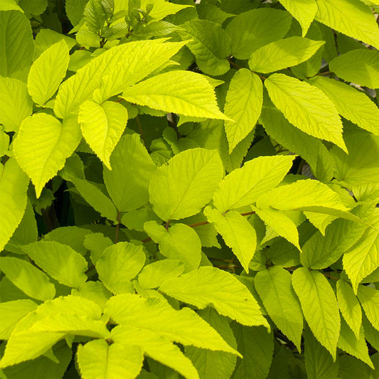 Aralia cordata 'Sun King'