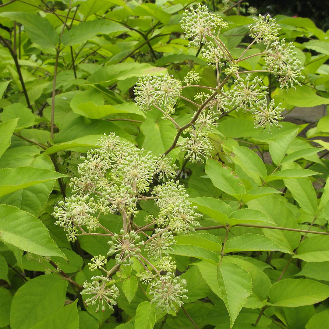 Aralia cordata 'Sun King'