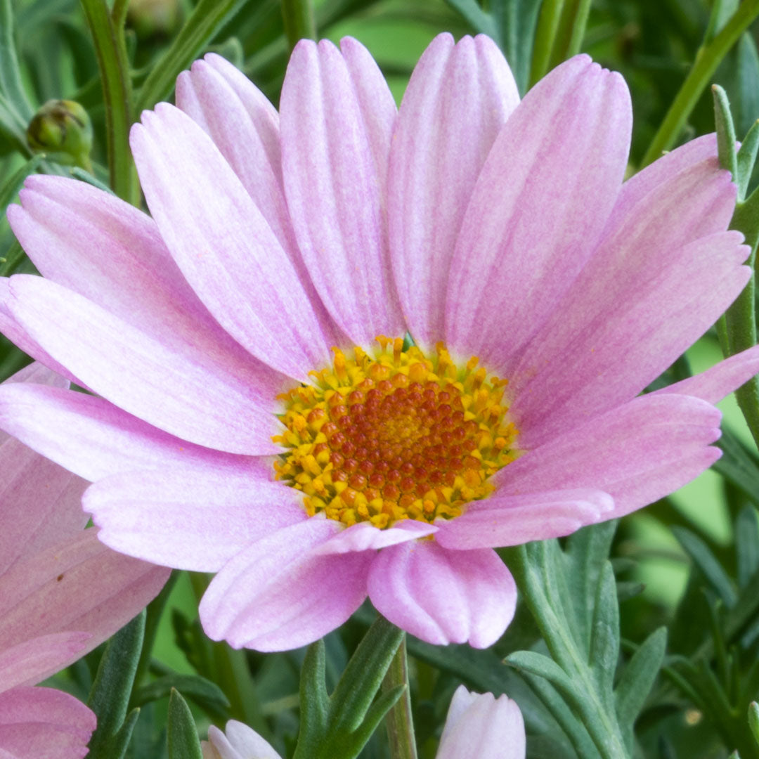 Argyranthemum 'Lolly' flower close up