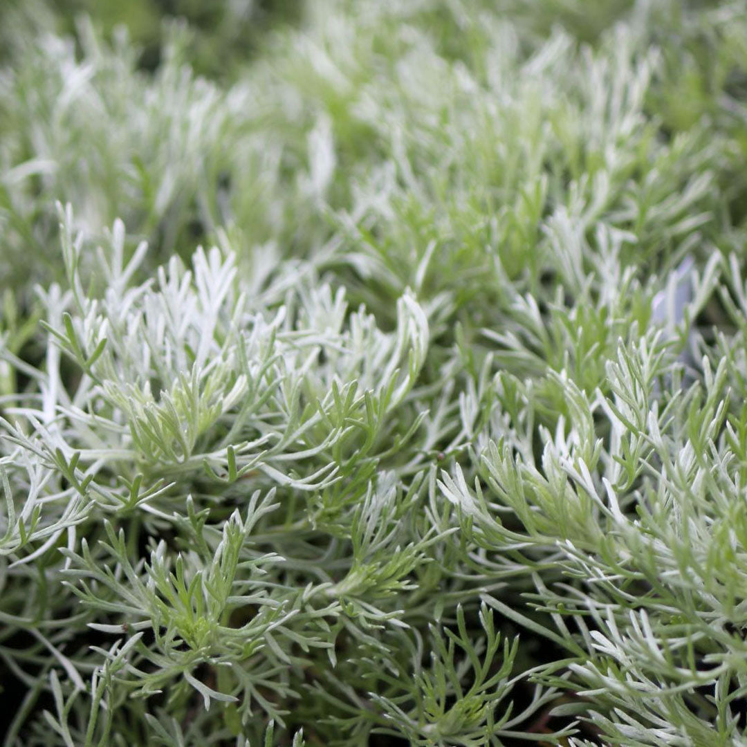 Artemesia schmidtiana 'Nana Attraction'