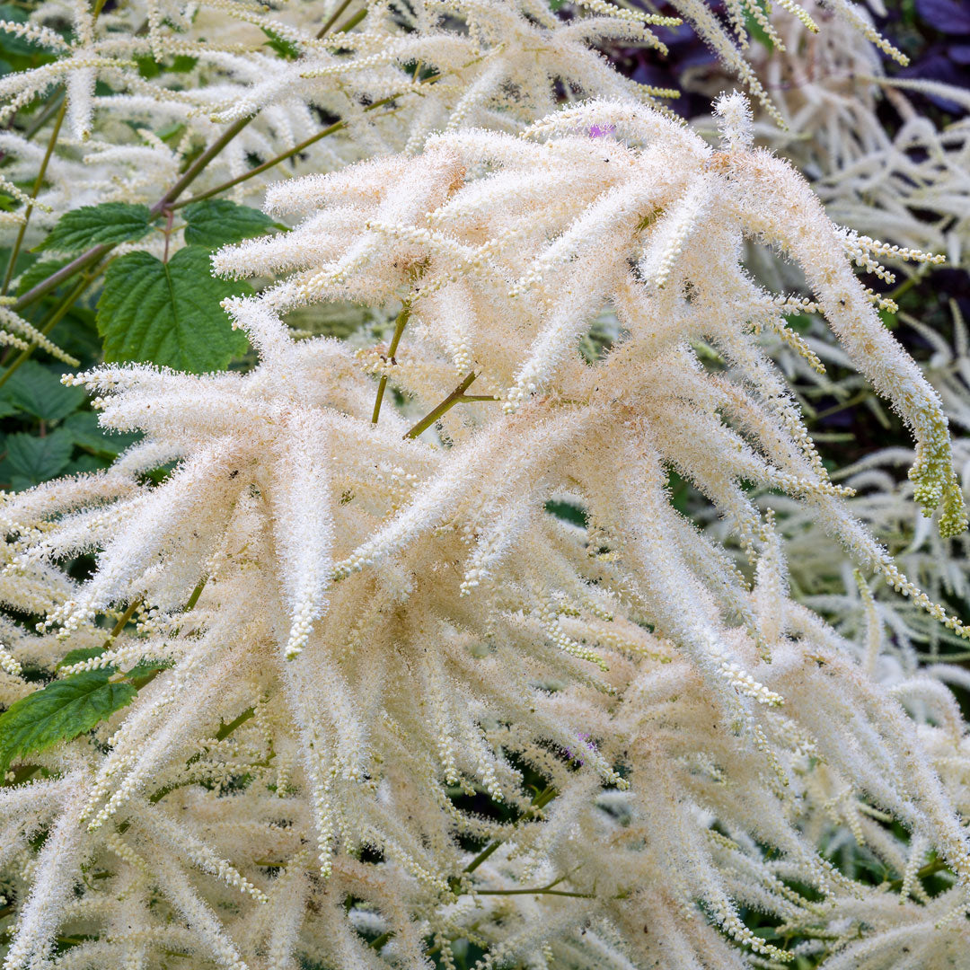 Aruncus dioicus detail